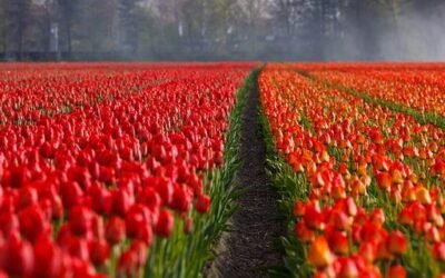 Niederländisch lernen für den Urlaub