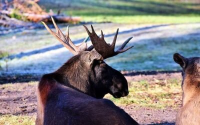Einstufungstest Schwedisch